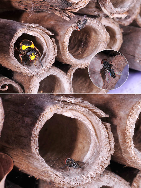 オオフタオビドロバチの寄生バエ