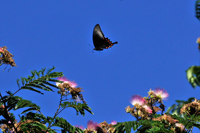 ネムの花にカラスアゲハ