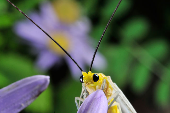 オオフトヒゲクサカゲロウ