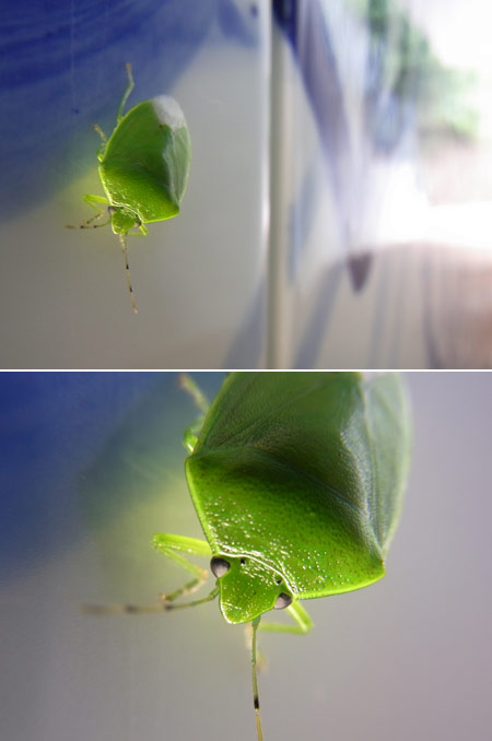 ツヤアオカメムシ