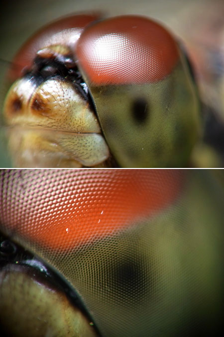 CX2で簡単高倍率マクロ