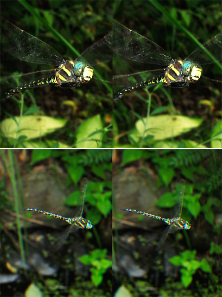 ルリボシヤンマの飛翔（立体写真）