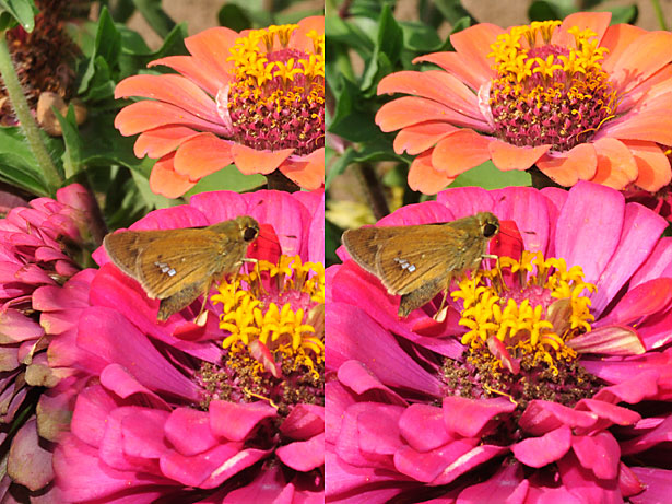 イチモンジセセリ（立体写真）