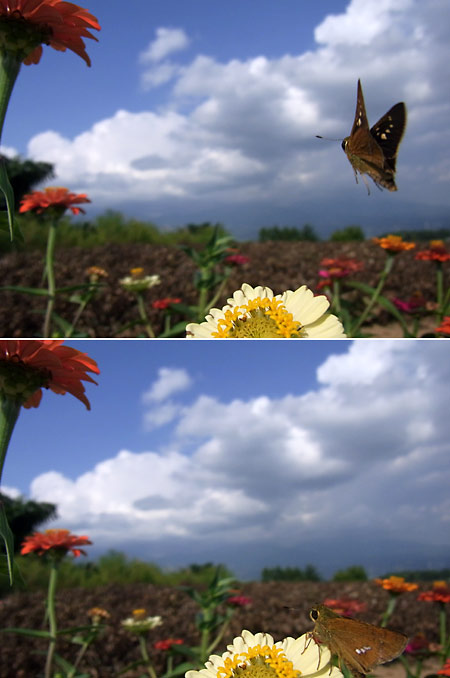 CX2のM連写プラス（イチモンジセセリ）