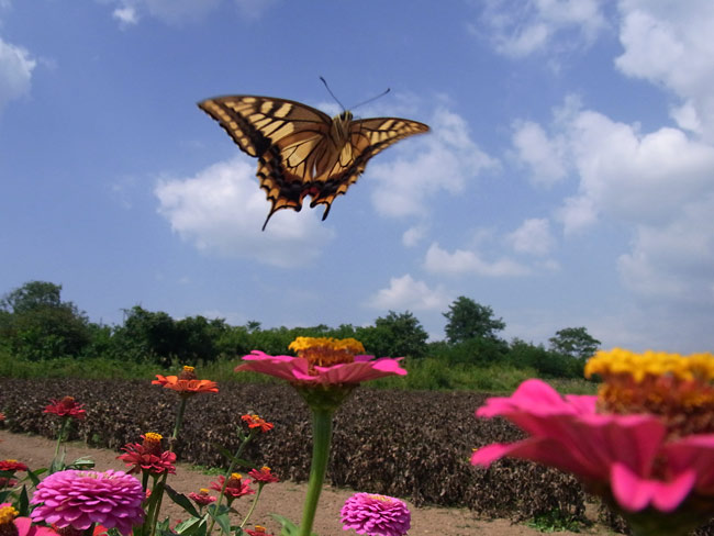 キアゲハ（CX2の連写）