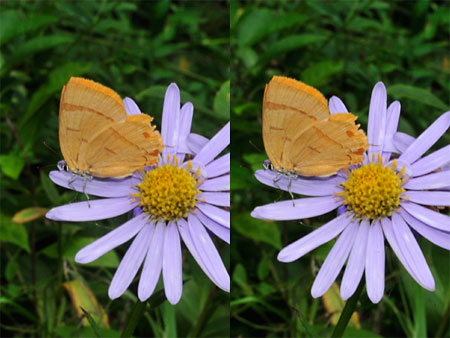 庭のムモンアカシジミ（立体写真）