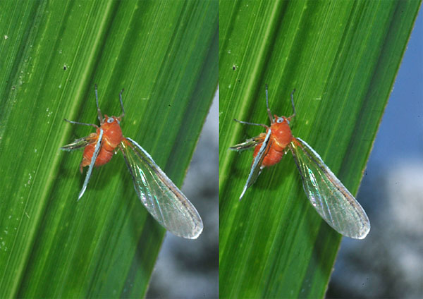 アカハネナガウンカ（立体写真）