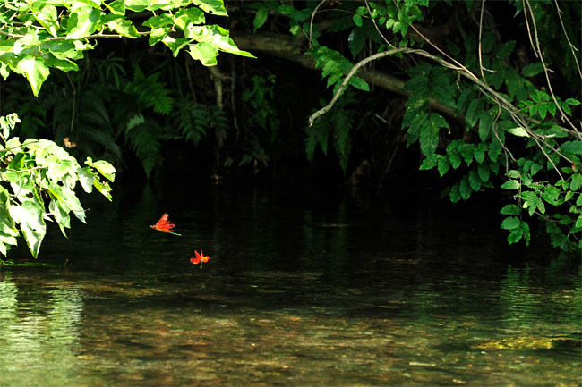 長生きなミヤマカワトンボ