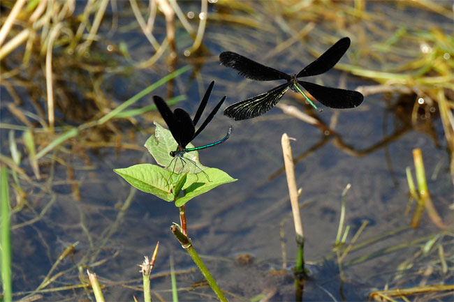 ハグロトンボのテリトリー争い