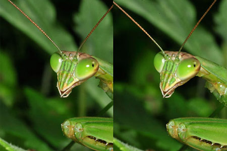 オオカマキリの偽瞳孔（立体写真）