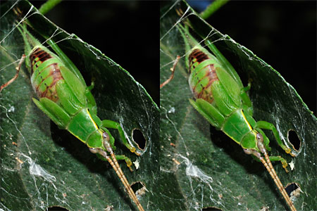 アオマツムシの終齢幼虫（立体写真）