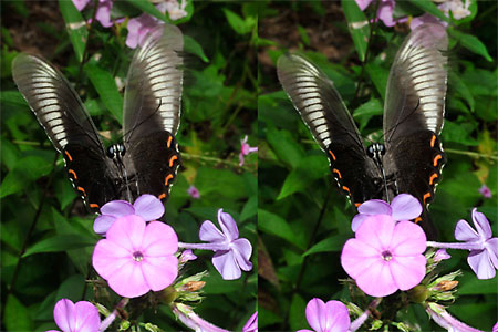 カラスアゲハ（立体写真）