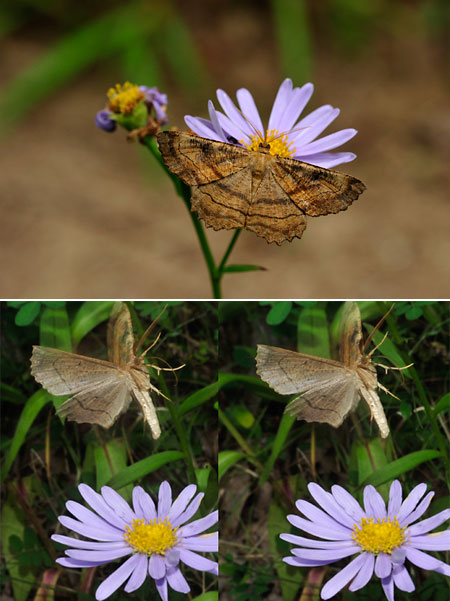 花の蜜を吸うシャクガ