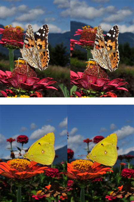 ヒメアカタテハとモンキチョウ（立体写真）