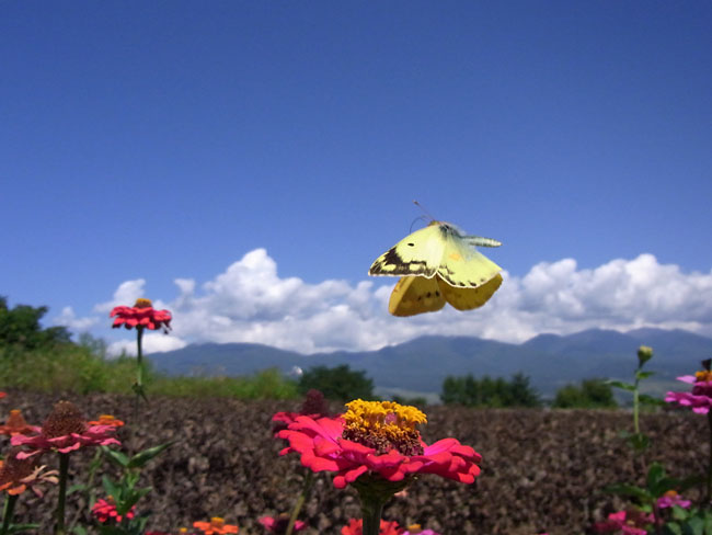 モンキチョウの飛翔（CX2） 