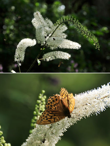サラシナショウマにミドリヒョウモン