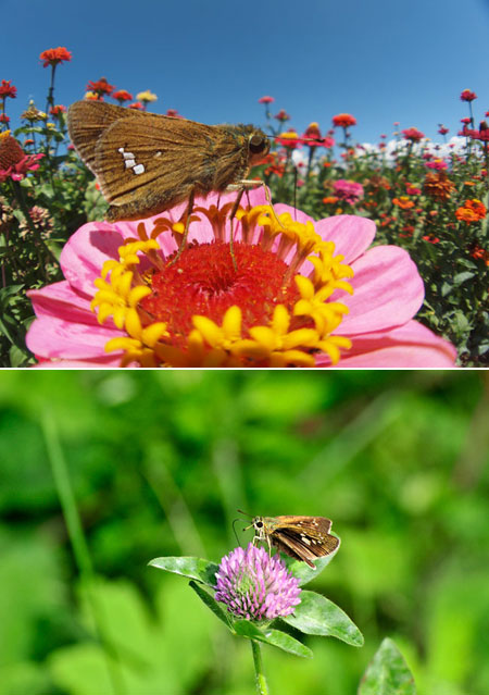 オオチャバネセセリとイチモンジセセリ
