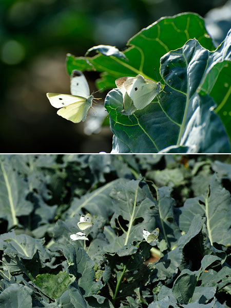 モンシロチョウがたくさん東御市