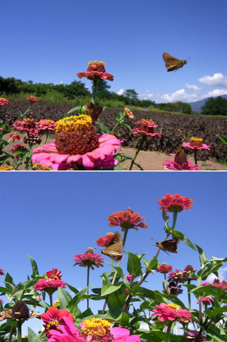 イチモンジセセリの飛翔