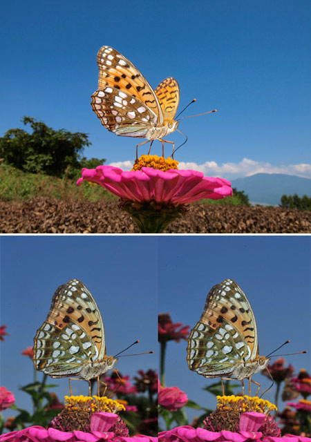 ウラギンヒョウモン（立体写真）