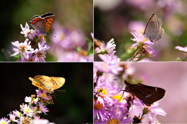 クジャクアスターに集まるチョウ2