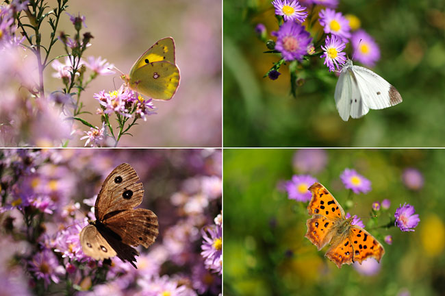 クジャクアスターに集まるチョウ1
