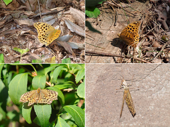ヒョウモンチョウ類の産卵の季節