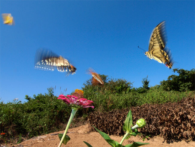 キアゲハの求愛