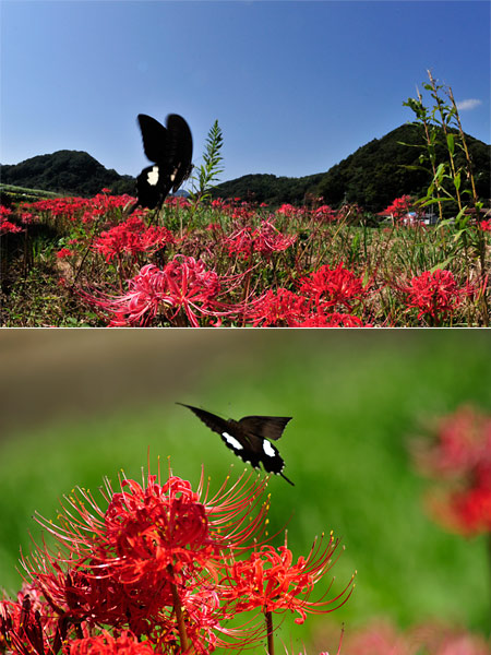 望遠と広角（モンキアゲハ）