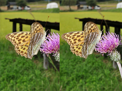 ミドリヒョウモン（立体写真）