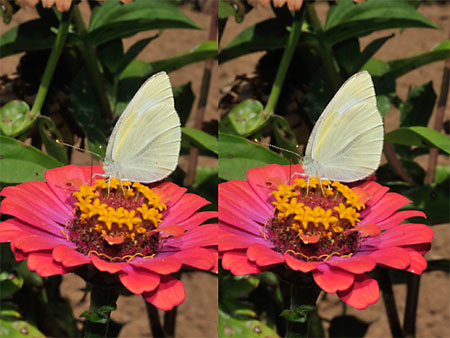 モンシロチョウ（立体写真）