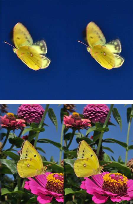 モンキチョウの飛翔（立体写真）