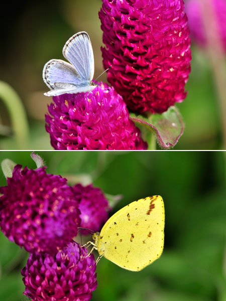 空き地のチョウ