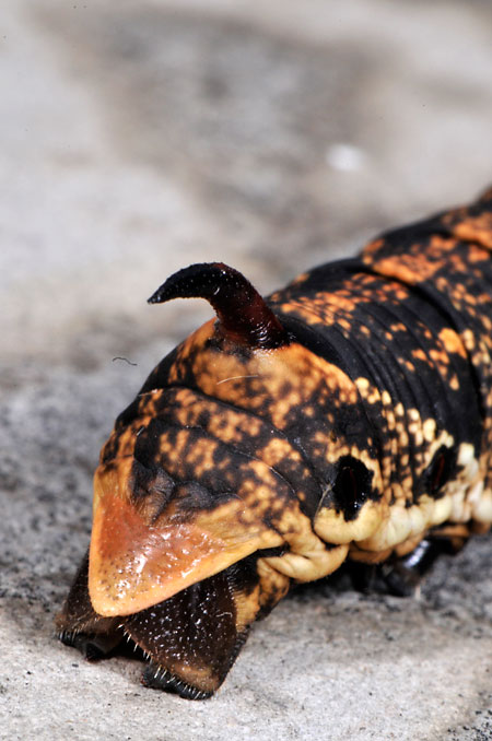 エビガラスズメの幼虫