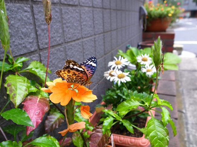 千代田区のツマグロヒョウモン 