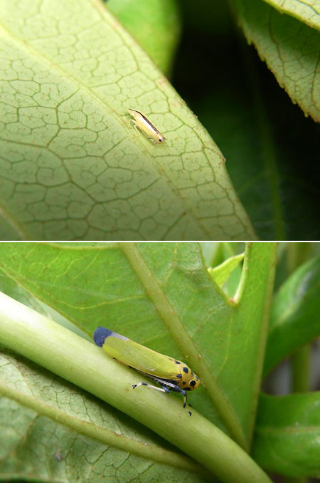 都心の公園のクロスジホソサジヨコバイ