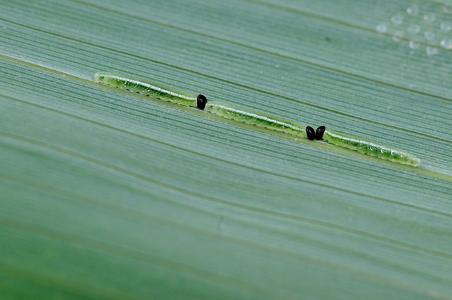 ヒメキマダラヒカゲの幼虫