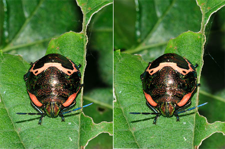 アカスジキンカメムシの幼虫（立体写真）
