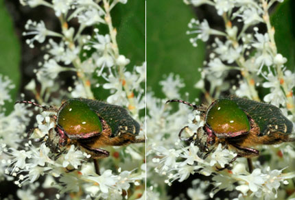 アオハナムグリ（立体写真）