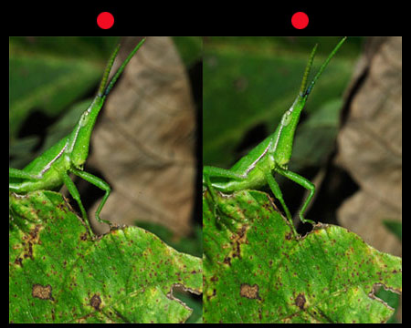 オンブバッタ（立体写真）