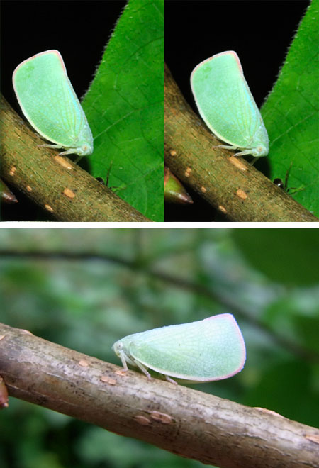 アオバハゴロモ（立体写真）