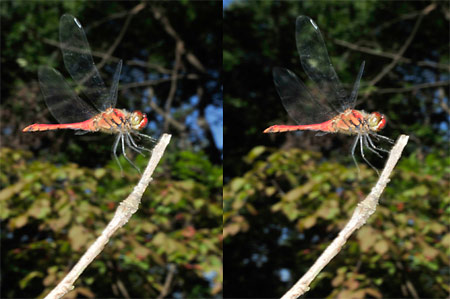 ナツアカネ（立体写真）