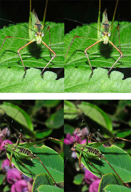 アシグロツユムシ（立体写真）