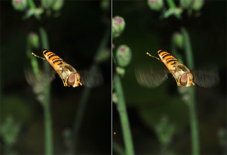 ヒラタアブの飛翔（立体写真）