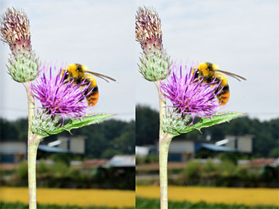 マルハナバチ（立体写真）