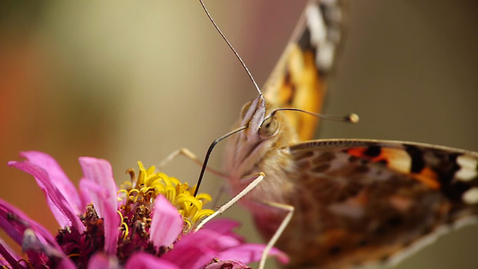 ヒメアカタテハ(ハイビョンビデオから）