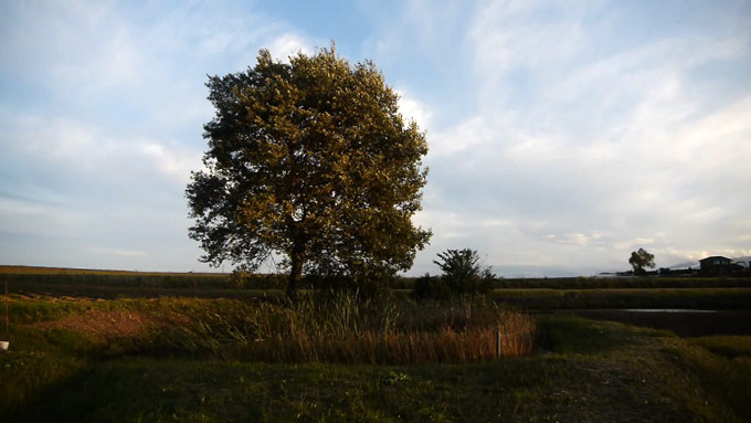 小さな池の畔のクルミ