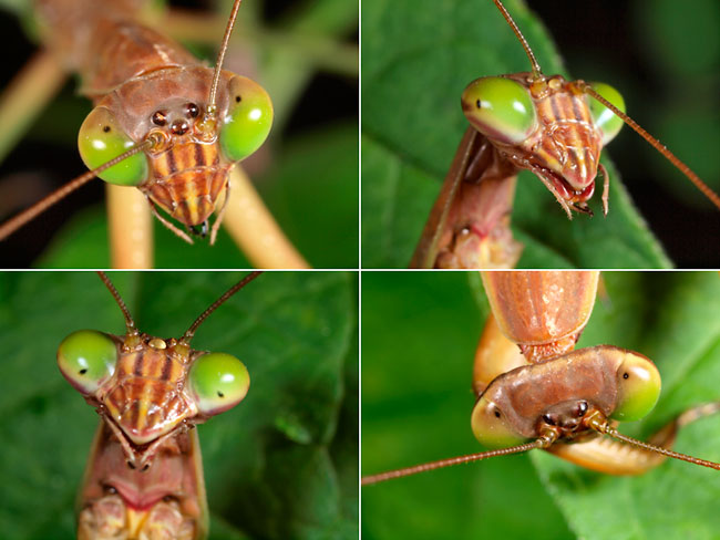オオカマキリの偽瞳孔（ツインフラッシュブラケット）