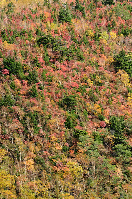 紅葉がはじまった