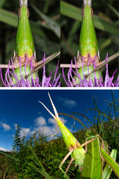 ショウリョウバッタ（立体写真）